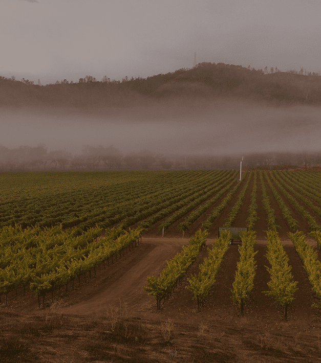Vineyard rows with misty hills in background.