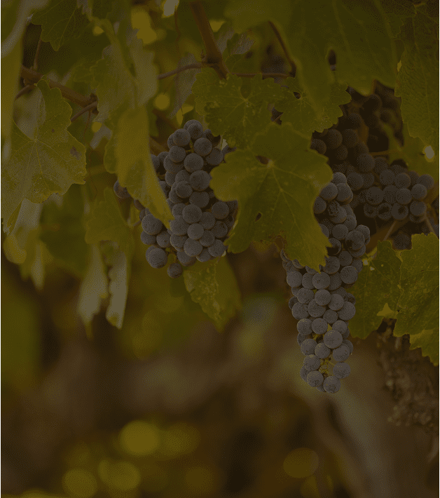 Grapes hanging from a vine with leaves.