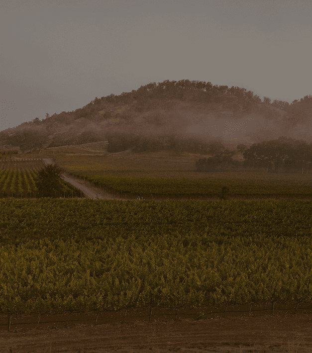 Foggy vineyard with hills in background.