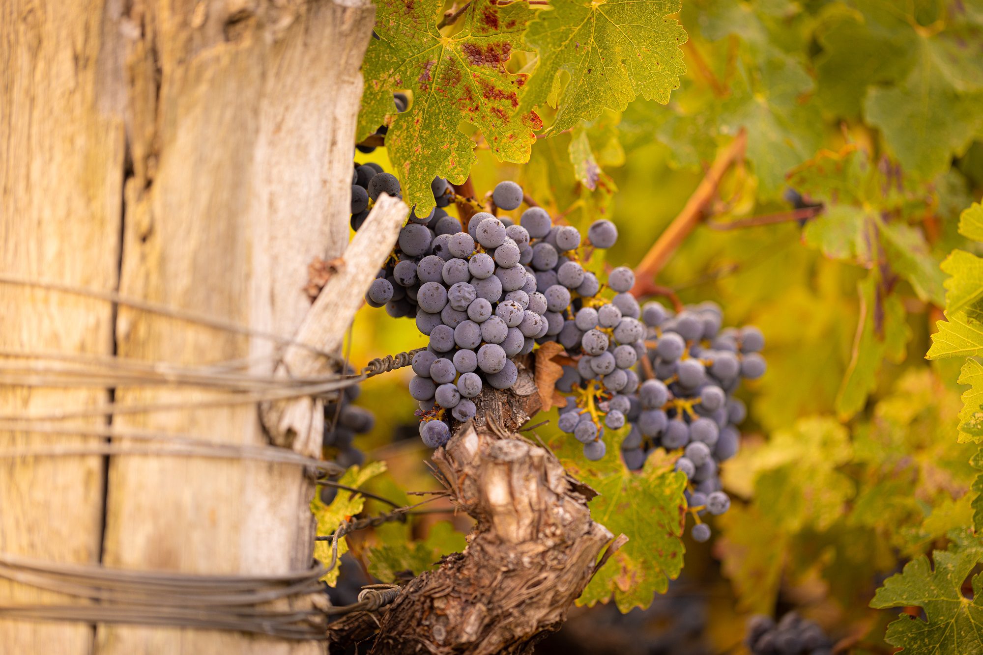 Purple grapes on vine with green leaves.