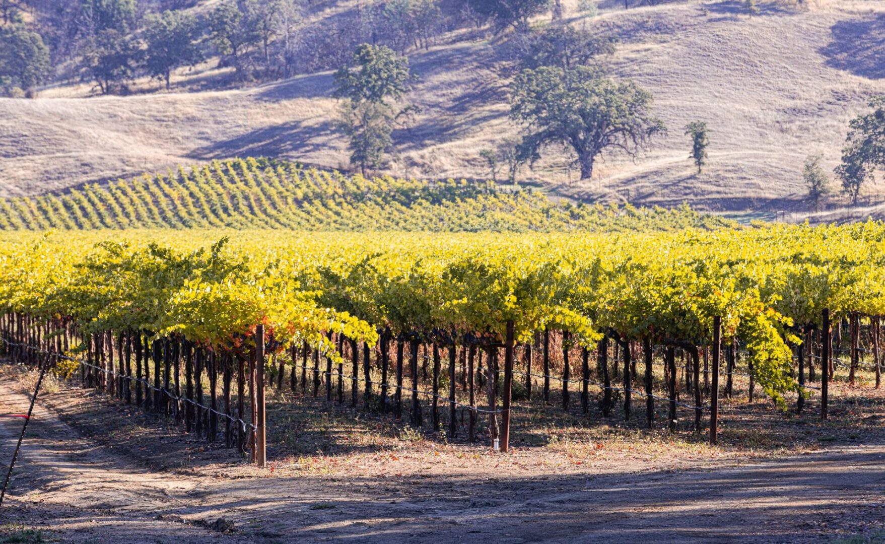 Vineyard with rolling hills in background.