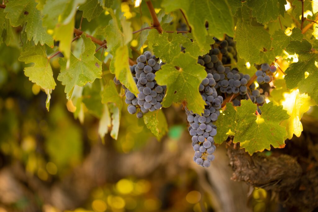 Purple grapes hanging on vine with leaves.