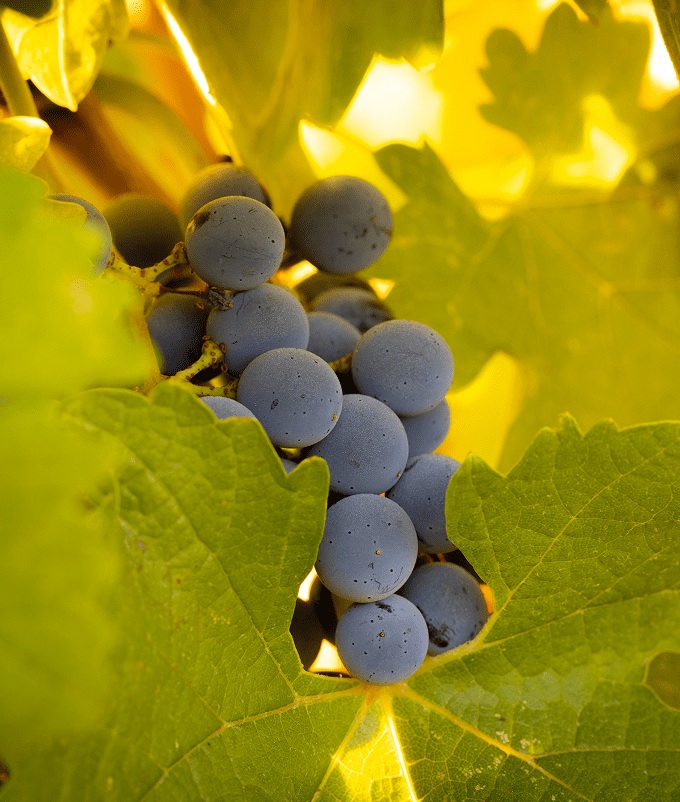 Purple grapes surrounded by green leaves.
